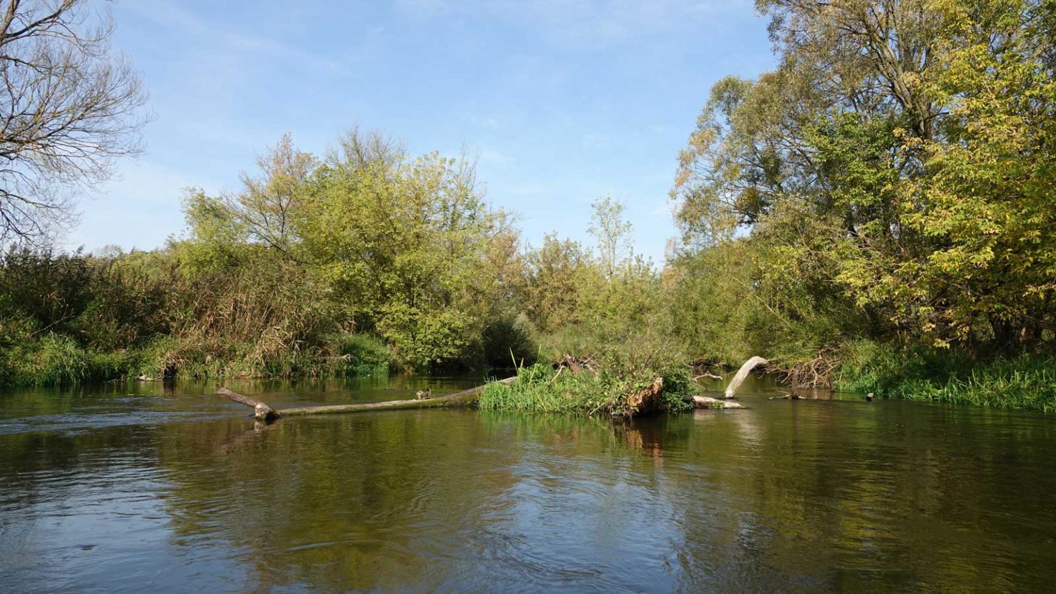 Rzeka Drwęca za Brodnicą
