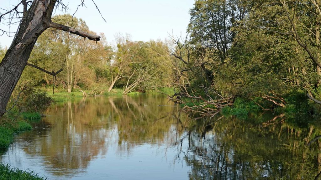 Rzeka Drwęca w Młyńcu