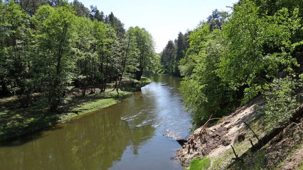 Rzeka Drwęca od Golubia-Dobrzynia do Elgiszewa