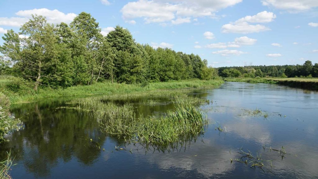Rzeka Drwęca we wsi Olszówka