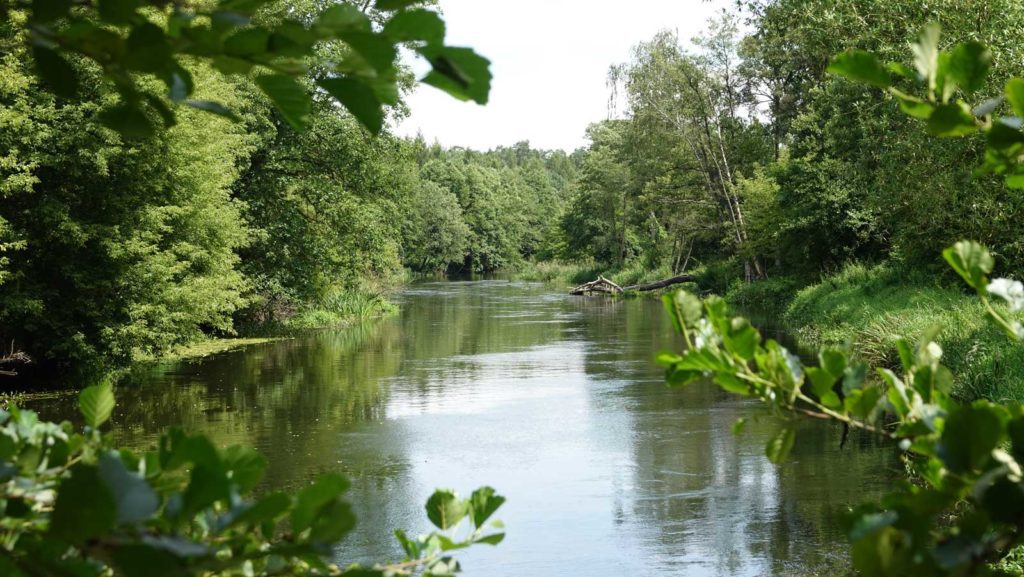 Rzeka Drwęca od Golubia-Dobrzynia do Elgiszewa