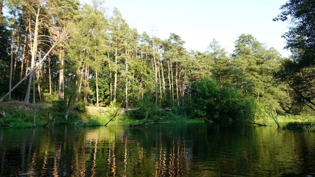 Rzeka Drwęca przed Golubiem-Dobrzyniem