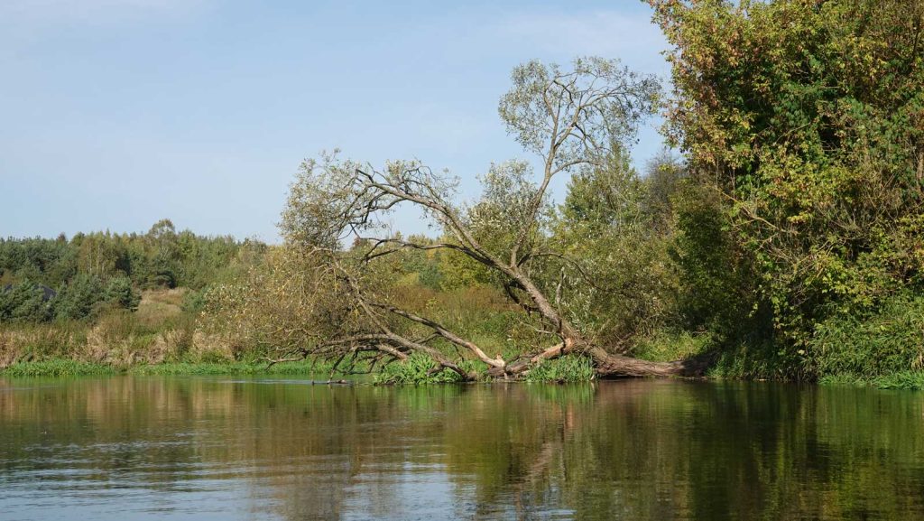 Rzeka Drwęca w Brodnicy