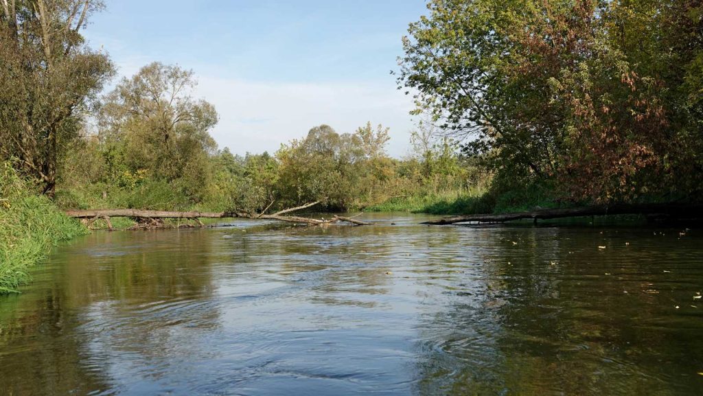 Rzeka Drwęca w Brodnicy