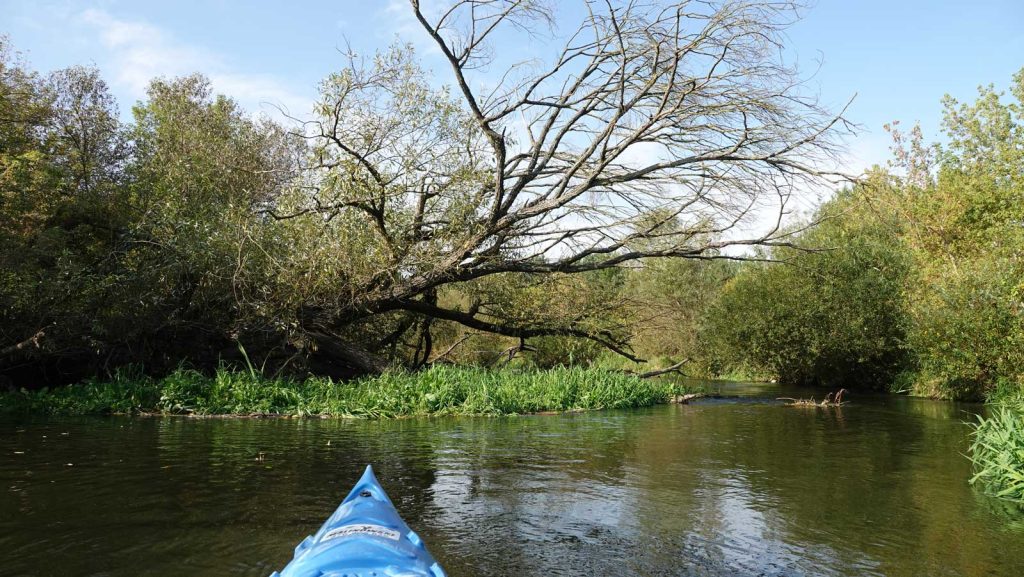 Rzeka Drwęca w Brodnicy